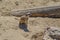 Cute meerkat mongoose in the sand
