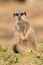 Cute meerkat portrait image. One leg shorter than the other