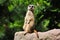 Cute meerkat poses for the camera