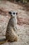 Cute Meerkat profile standing up on the sand and looking at the camera