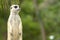 Cute meerkat standing