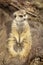 Cute meerkat standing on lookout