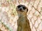 Cute meerkat stands in a cage at the zoo