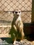 Cute meerkat stands in a cage at the zoo