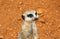 Cute meerkat suricate on guard