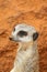 Cute meerkat suricate on guard