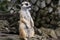 Cute meerkat suricatta that small animal its standing to alert look in forward on a small timber that put on log wood timber