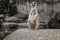 Cute meerkat suricatta that small animal its standing to alert look in forward on a small timber that put on stone rock with