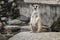 Cute meerkat suricatta that small animal its standing to alert look in forward on a small timber that put on stone rock with