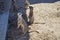 Cute meerkats mongooses in the sand