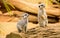 Cute meerkats on a wooden log