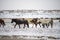 Cute Menggu Horses In Snowy Weather