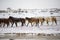 Cute Menggu Horses In Snowy Weather