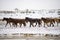 Cute Menggu Horses In Snowy Weather