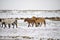 Cute Menggu Horses In Snowy Weather