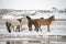 Cute Menggu horses in snowy weather and on snow covered field in