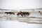 Cute Menggu horses in snowy weather and on snow covered field in