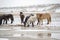 Cute Menggu horses in snowy weather and on snow covered field in