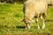 Cute Merino sheep in a farm pasture land in South Africa