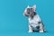 Cute merle French Bulldog dog puppy sitting in front of blue background