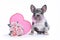 Cute merle French Bulldog dog puppy sitting next to Valentine`s Day trunk box in shape of pink heart with roses