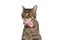 Cute metis cat feeling grumpy, wearing a pink bowtie
