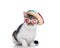 cute metis kitten wearing mexican sombrero and sunglasses