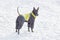 Cute mexican hairless dog puppy in beautiful pet clothings is standing on a white snow in the winter park. Pet animals