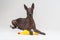 Cute Mexican Hairless dog, xoloitzcuintli, lies on a isolated gray background, holding a yellow rubber toy of a with a paw. Change