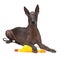 Cute Mexican Hairless dog, xoloitzcuintli, lies on a isolated white background, holding a yellow rubber toy of a with a paw, looks