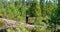 Cute middle aged Caucasian women in black sportswear looking at map during outdoor orienteering in young pine tree forest. Sunny