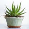 cute mini Aloe plant in a pot