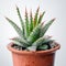 cute mini Aloe plant in a pot