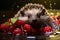 Cute Mini Hedgehog Swimming in the Fresh Water Lake River with Berries Fruit