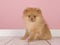 Cute mini spitz puppy dog standing looking at the camera on a pi