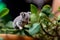 Cute miniature baby koala standing on eucalyptus branch.