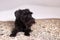 Cute miniature black Schnauzer with brown moustaches lying down on bed