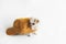 Cute Miniature Chihuahua Dog Concept
