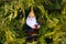 Cute miniature garden gnome peering from cedar tree leaves