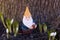 Cute miniature garden gnome standing among white spring crocuses not yet in full bloom