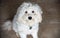 Cute miniature goldendoodle sitting on the floor