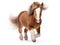 Cute miniature horse over a white background