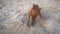 Cute miniature pinscher on the beach