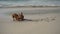 Cute miniature pinscher puppy on the beach