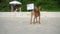 Cute miniature pinscher puppy on the beach