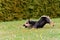 Cute mixed breed dachshund and terrier tricolor playing in garden