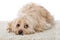 Cute mixed breed dog on a carpet