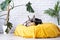 Cute mixed breed dog lying on yellow bed at home falling asleep , home plants on the background