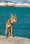 Cute mixed-breed dog standing on a parapet in Yalta port