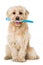 Cute mixed breed dog with a toothbrush